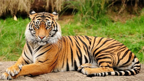 What is the personality of people born in the Year of the Tiger like?